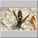 C-Odynerus spinipes - Gemeine Schornsteinwespe m01 11mm .jpg